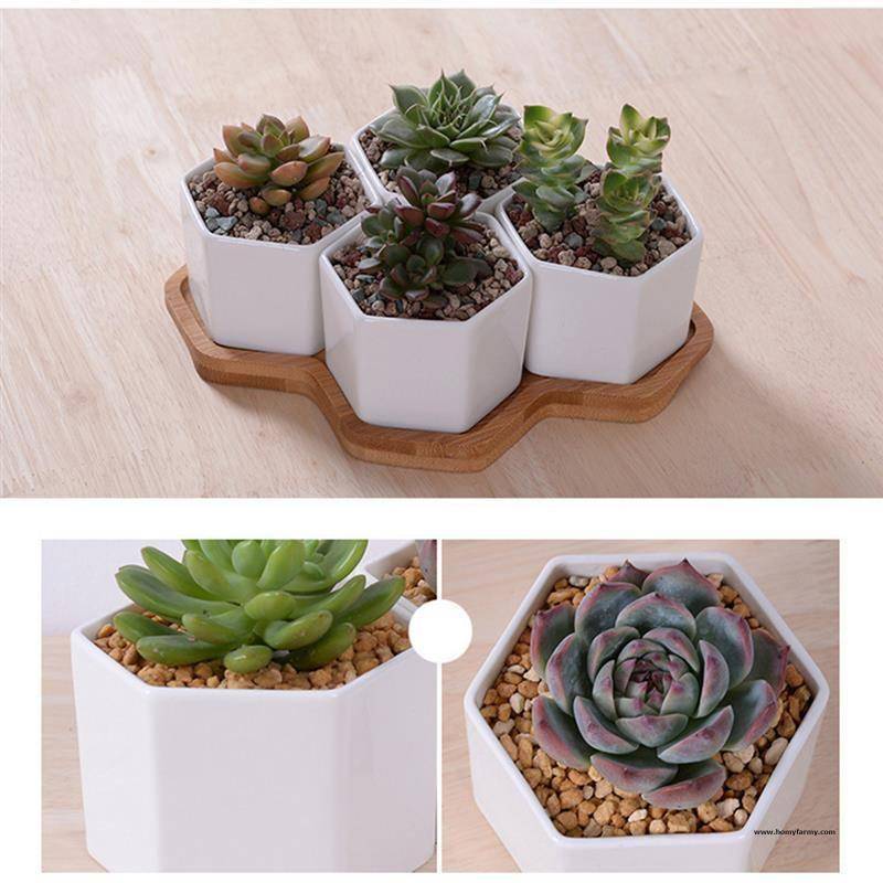 Succulent Hexagon Plant Tray Succulent Hexagon Plant Tray Garden Homy Farmy https://homyfarmy.com https://homyfarmy.com/succulent-hexagon-plant-tray/