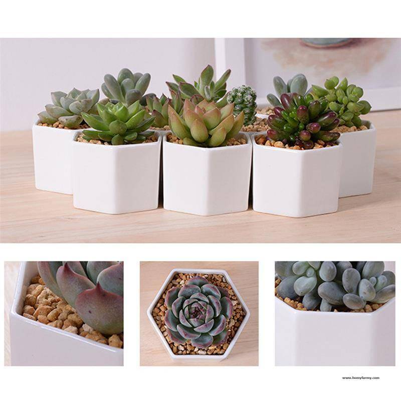 Succulent Hexagon Plant Tray Succulent Hexagon Plant Tray Garden Homy Farmy https://homyfarmy.com https://homyfarmy.com/succulent-hexagon-plant-tray/