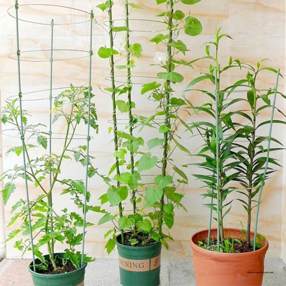 Plant Support Ring Plant Support Ring Garden Homy Farmy https://homyfarmy.com https://homyfarmy.com/plant-support-ring/